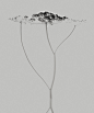 Wild Flowers : Wild Flowers