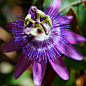 Passiflora Edulis