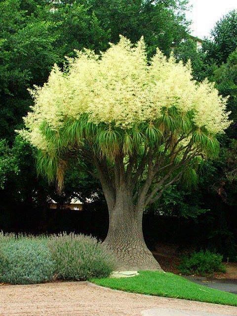 Ponytail Palm: 