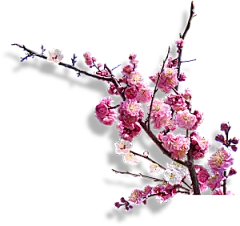 中国风梅花腊梅桃花樱花插画PNG