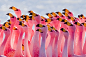 Flamingos