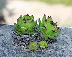 房市 房子韭菜 花卉背景 植物 屋顶长生花 自然 花壁纸