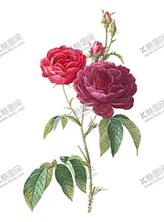 玫瑰花 【酷图网】插图,插画,水彩,水粉,小清新,花型,布料,图案,阳光,月季,香槟玫瑰,美好,露珠,鲜花,土玫瑰,花草