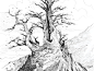 raphael-lacoste-arbre2.jpg (1920×1457)