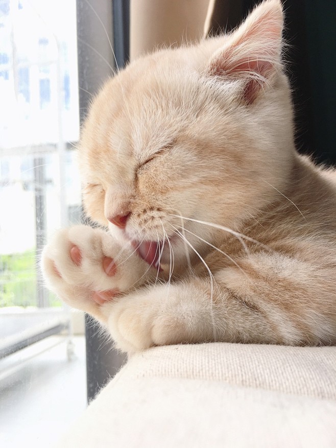 猫咪
