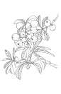枇杷线稿