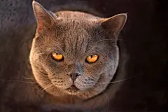 点击来源直接获取大图文件 |猫屋里有趣的猫