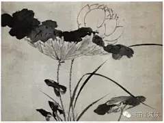 大名鼎鼎的写意大师“青藤白阳”笔下的墨荷！明 陈淳《水墨花卉册》之荷花