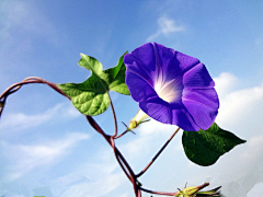 百花魂采集到花