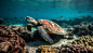Sea turtle swims in colorful coral reef generated by AI