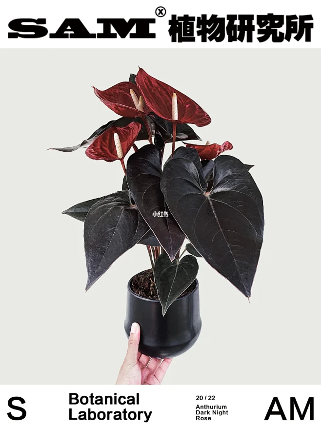 暗夜玫瑰｜Anthurium Dark ...