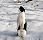 一只假装企鹅的猫