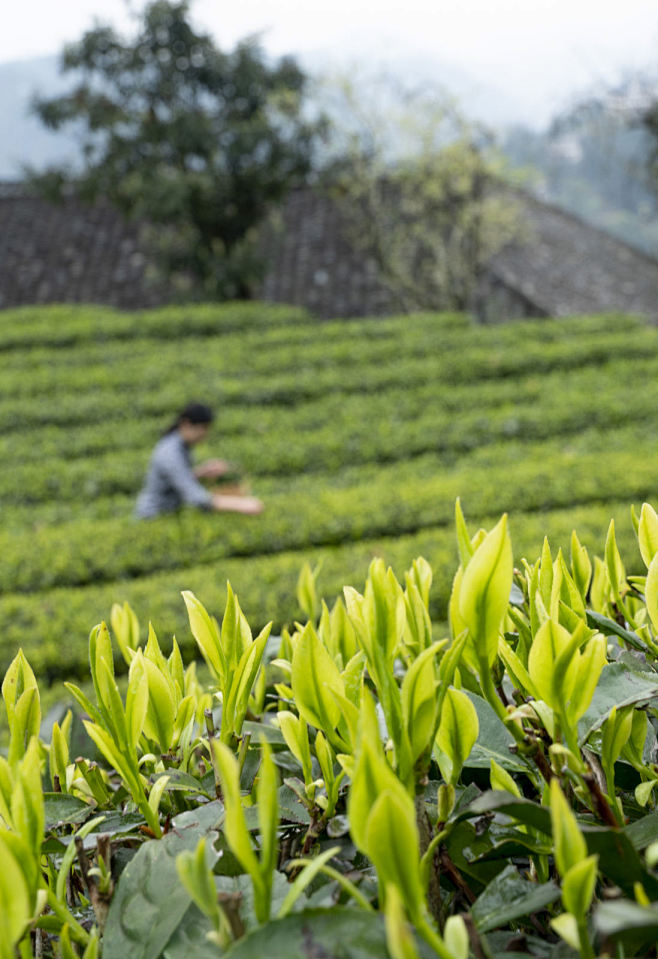 世界硒都恩施，茶山美景茶香万里摄影照片