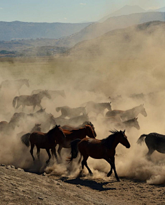 Michael-lianglion采集到Horses