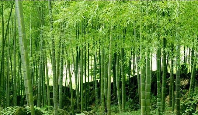 楠竹