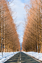 Metasequoia Road, Shiga, Japan