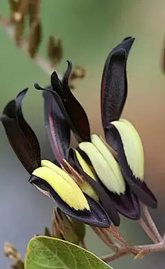 罕见的黑珊瑚豌豆 Kennedia nigricans：蝶形花科珊瑚豌豆属，原产澳大利亚西南部，常绿藤本生长旺盛，自然界为数不多的黑色花。
