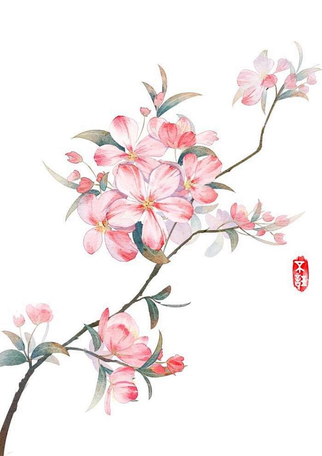 古风花卉插画苹果花插画图片壁纸