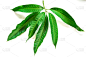 白色背景,叶子,芒果,芒果 ,自然,水平画幅,绿色,水果,无人,背景分离