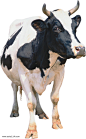 牛PNG图片png免抠元素动物元素背景装饰免扣图片