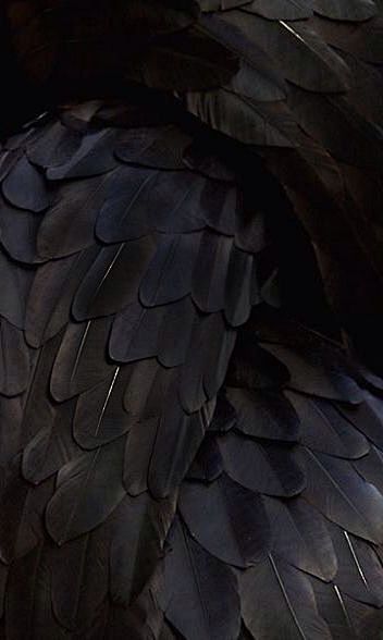 Feathers....