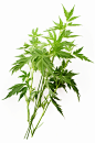 AI数字艺术植物草药艾草图片-众图网