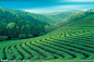 茶园风光