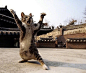 “吃我猫拳！” 日本摄影师 Hisakata Hiroyuki 专门拍摄喵星人中的武林高手。（IG：photo.accent） ​​​​