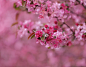 Fragrance of Spring...!!!... :-) ! by Jay Sabapathy on 500px
