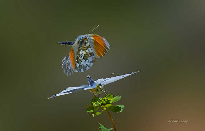 橙尖襟粉蝶anthochariscardamines粉蝶科襟粉蝶属