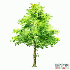 最全100-1张精美园林植物水彩效果图（拉丁名+种名） - 手绘效果图 - 园林学习网 - 10年专注！最大最精最专一的园林景观行业交流平台 - 手机版