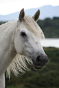 Adbear Belle, a Connemara pony by © Susanne Leijonhufvud, via www.connemara-pony-ig.eu