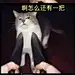 猫咪被刀指着表情包：区区一把刀就觉得能伤到我？-皮蛋表情包网