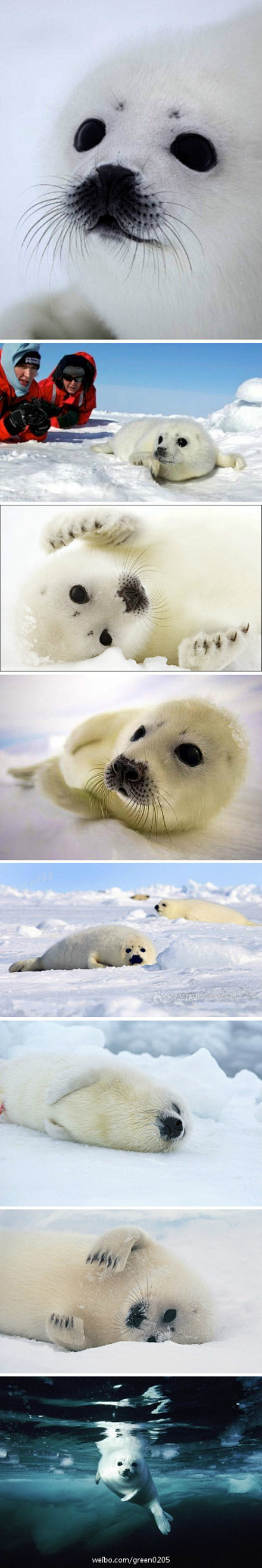海豹
