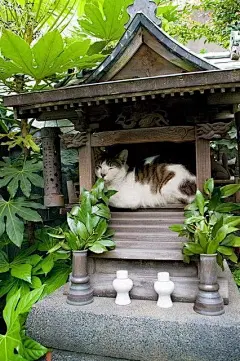 采集图片