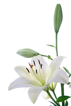 小·邪恶采集到植物