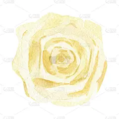 黄色玫瑰花水彩插图。手绘植物插图孤立在白色背景上。婚礼邀请插图，婴儿淋浴装饰，标志