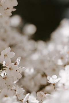 DISPLAY-采集到Flower