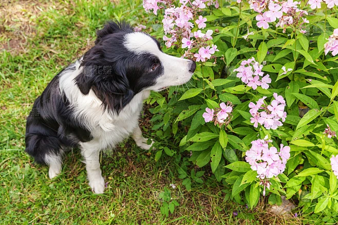户外肖像可爱的微笑小狗边境牧羊犬坐在公园或花园的背景。家里新来的可爱成员闻花的小狗。宠物关爱和动物趣
