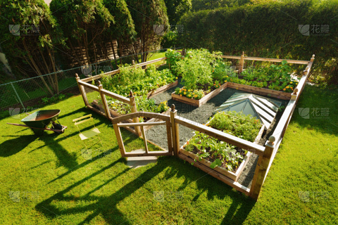 菜园,蔬菜,后院,居住区,庭院,草坪,牛...