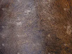 水牛皮和毛皮壁纸