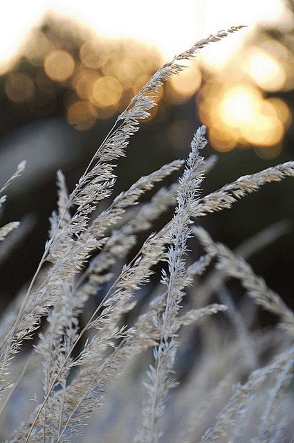 草，小麦和舒适
 grass, whea...