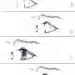 眼睛绘画步骤