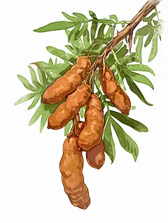 云南酸角插画
