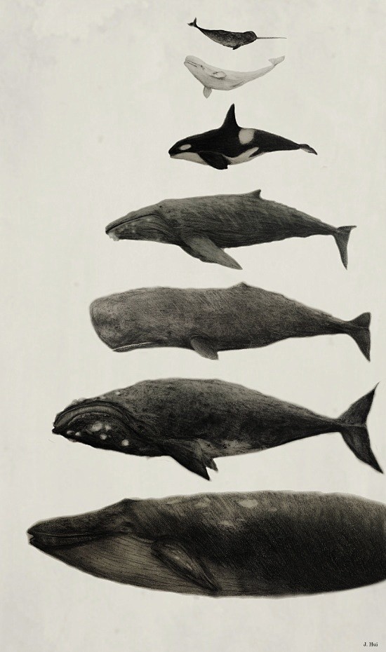 Whales! Art Print