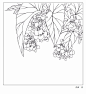 白描画谱：花卉白描