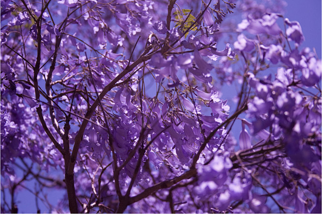 蓝花楹---Jacaranda