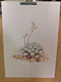 #一花一草一朝夕##多肉植物##原画#