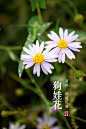 野花，不炫耀地盛放