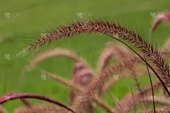 紫泉草
